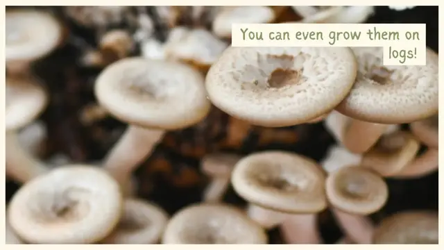 Video thumbnail for Growing mushrooms at home is easier than you think! 🍄
