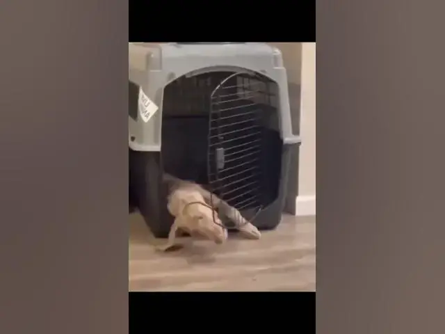 Video thumbnail for When Animals Go Crazy Funny Wild Animals Fails 2023 #shorts #asmr  #asmrsounds #funnyanimals #funny