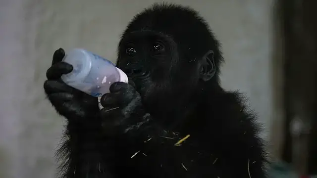 'Video thumbnail for Turkey: baby Gorilla rescued from plane set to return to Nigeria'