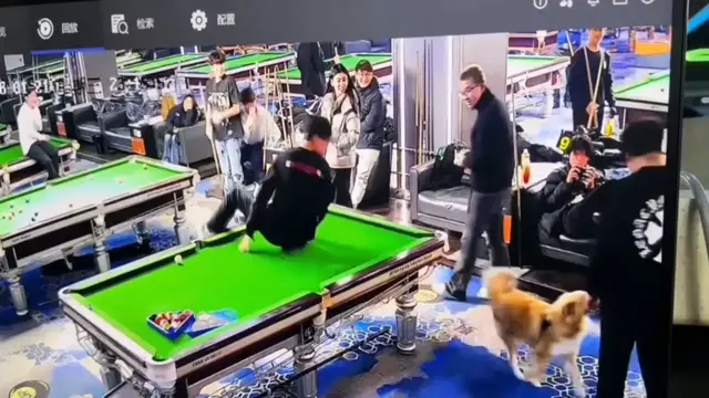 Video thumbnail for Dog Chase Chaos Inside Hebei Billiard Hall