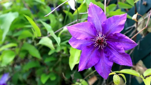 Video thumbnail for Best Climbing Plants for Trellises