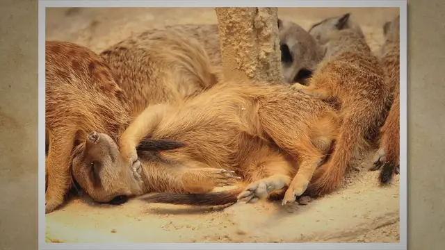 Video thumbnail for What is The Largest Rodent in The World? Discover the Largest Rodent on Earth and Its Fascinating Traits