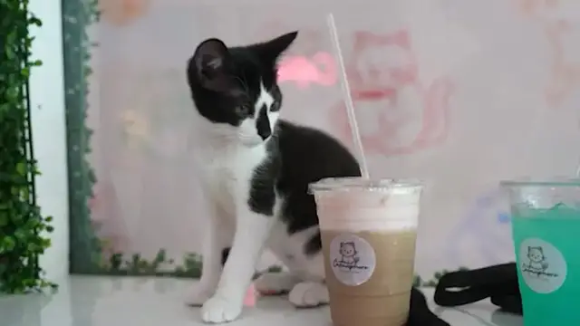 Video thumbnail for Collingswood's "Catmosphere" provides a place to unwind with adoptable cats