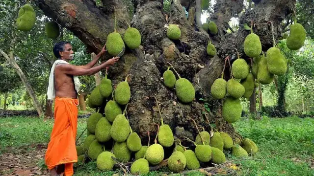 Video thumbnail for 10 of the Strangest Fruits You've Probably Never Tried