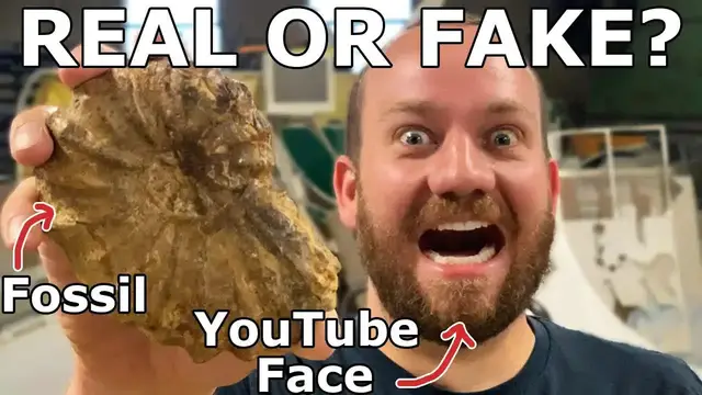Video thumbnail for Ammonite Fossil Identification: Real or Fake? - eBay Scam Warning