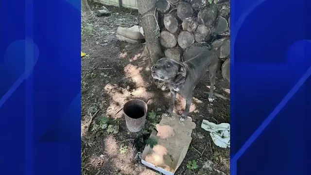 Video thumbnail for Bellport man charged with animal cruelty for dog found wounded, underweight and infested with flies