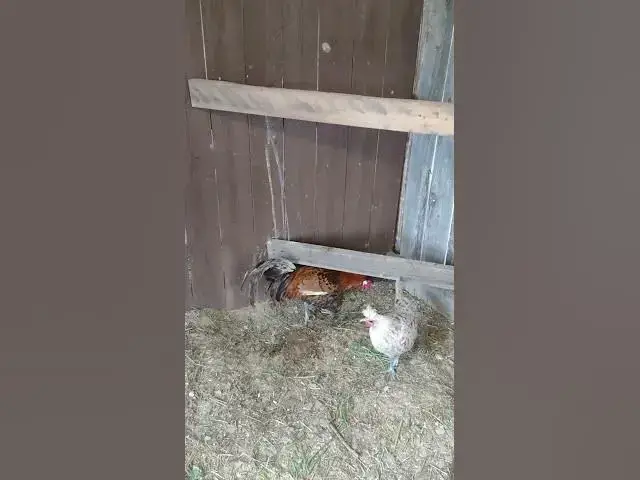 Video thumbnail for Gold Spangled Appenzeller Spitzhauben Rooster #Shorts