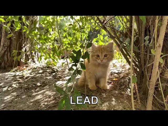 Video thumbnail for Why is my cat meowing so much?