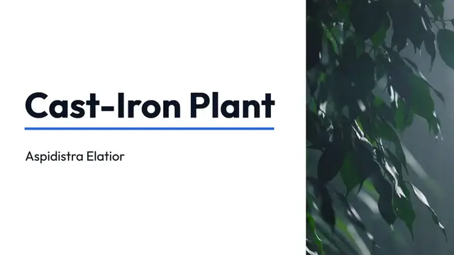 'Video thumbnail for Cast Iron Plant Benefits'
