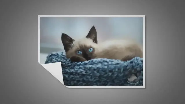 Video thumbnail for Are Siamese Cats Quiet?