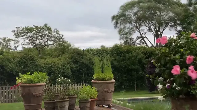 Video thumbnail for Orchid Care and Maintenance