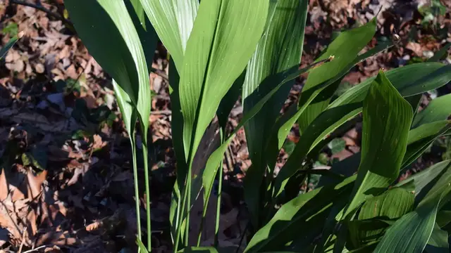 'Video thumbnail for Cast Iron Plant Indoor Care'