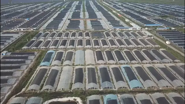 Video thumbnail for China: Planting Households Cover Greenhouses With Windproof Nets.