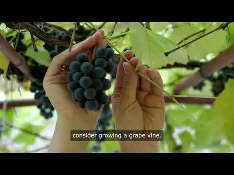 Video thumbnail for best climbing plants for trellises