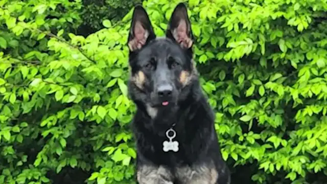Video thumbnail for Wantagh couple seeks answers after dog dies at boarding facility