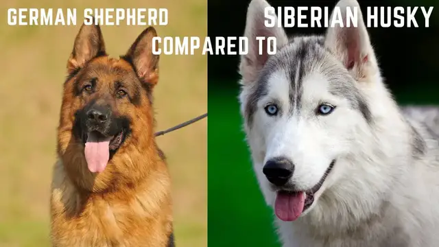 'Video thumbnail for German Shepherd Compared to Husky'