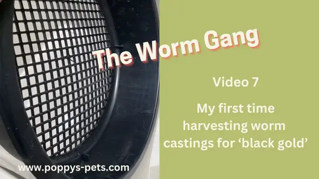 Video thumbnail for Video 7:  First Worm Casting Harvest