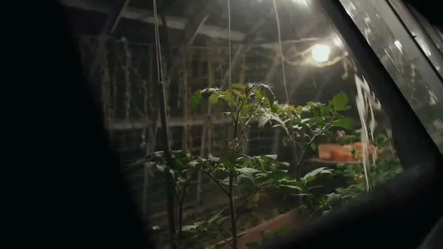 Video thumbnail for How to Revive a Zanzibar Gem