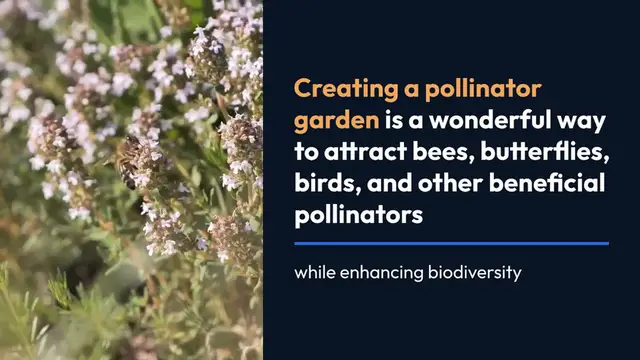 Video thumbnail for How to Plant a Pollinator Garden