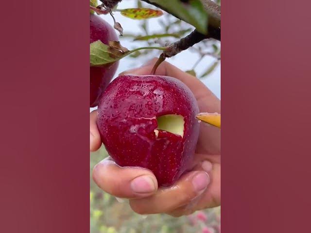 Video thumbnail for បកសំបកផ្លែប៉ោមបែបថ្មី ស្មានមិនដល់! 🍎✨ (New Apple Hack!)
