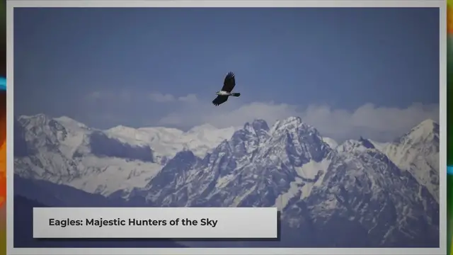 Video thumbnail for Do Eagles Eat Bobcats? | Unveiling the Predator-Prey Dynamics