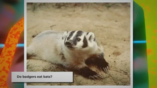 Video thumbnail for Do Badgers Eat Bats? | The Truth Behind Badger Diets