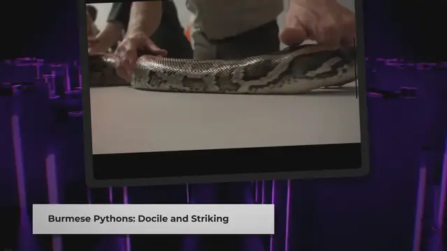 Video thumbnail for Burmese Python Pet Care Tips