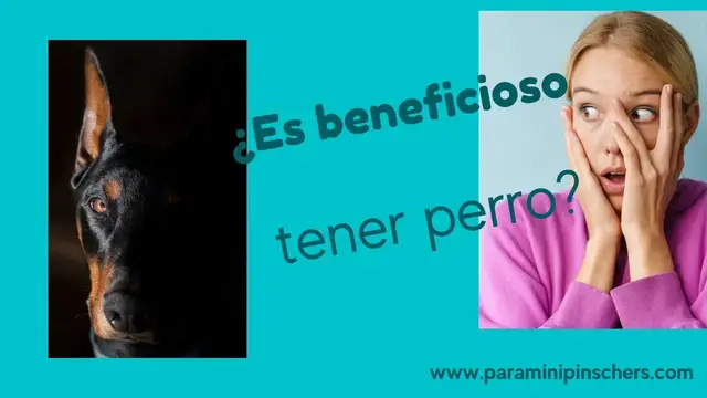 'Video thumbnail for Mejora tu vida con un pinscher miniatura  🐕'