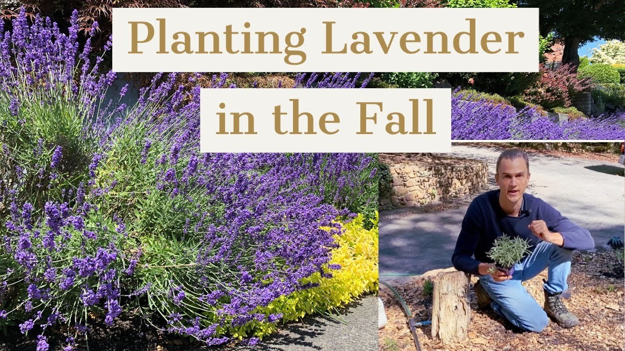 Video thumbnail for Planting Lavender in the Fall with Pruning Tips (no bald spots!)