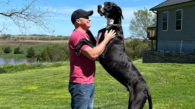 'Video thumbnail for Meet Kevin, the world's tallest dog and gentle giant'