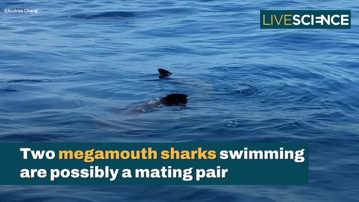 Video thumbnail for Rare Megamouth Sharks Sighting