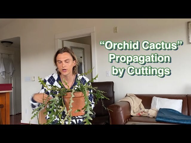 Video thumbnail for Fishbone Orchid Cactus (Cryptocereus anthonyanus & Epiphyllum spp) Propagation and Growing Advice