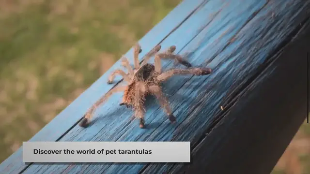 Video thumbnail for Pet Tarantulas: A Guide to Their Diet