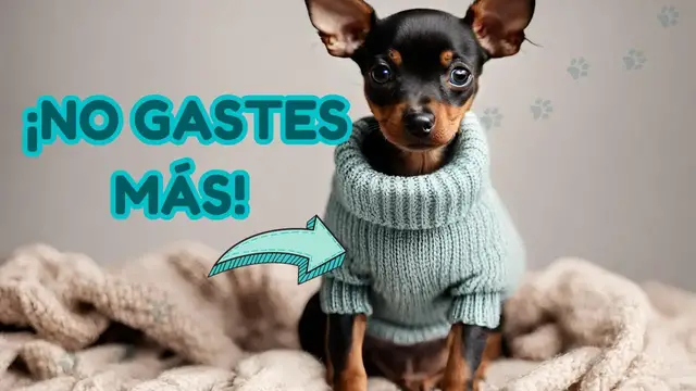 'Video thumbnail for ¿Vale la Pena? Revelamos TODO sobre el Curso de Ropa Tejida para perros🐾🧶'