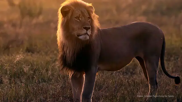 'Video thumbnail for 'No lion is safe': Blondie the lion lured from protected research area and killed'
