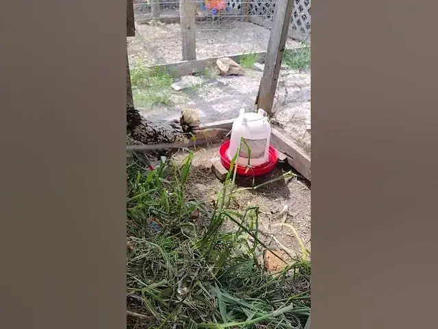 Video thumbnail for All Chickens Are Molting #Shorts
