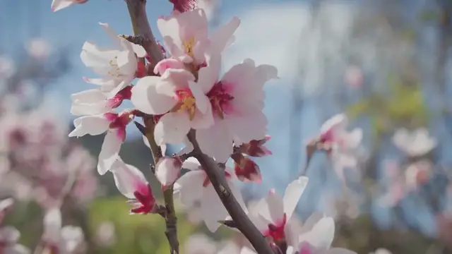 Video thumbnail for Camellia Bush