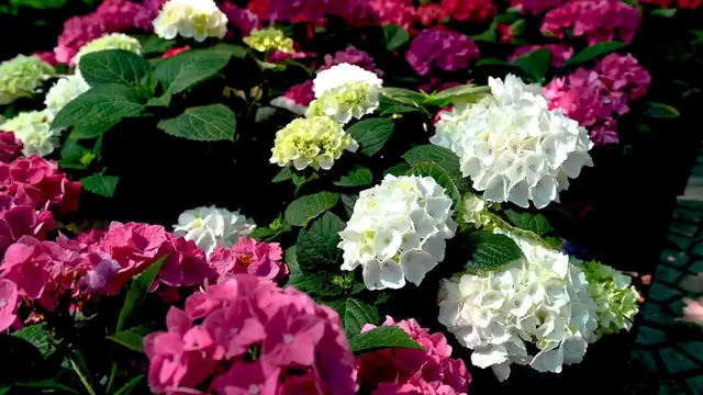Video thumbnail for Hydrangea Fertilizer Guide