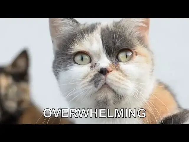 'Video thumbnail for Why do cats seem to ignore me sometimes?'