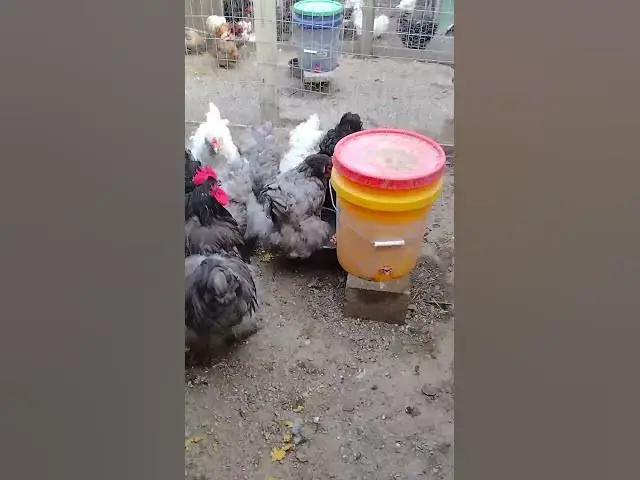 Video thumbnail for New Breed Standard Cochin Chickens #Shorts