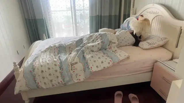 Video thumbnail for Rooster Becomes Woman’s Personal Alarm Clock in Sichuan