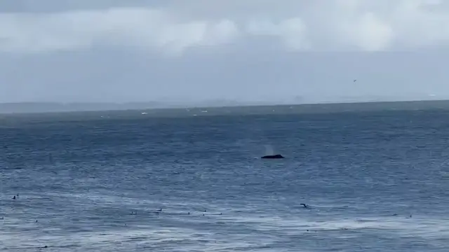 Video thumbnail for Humpback Whales Surfacing Near Santa Cruz Shore