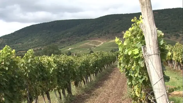 'Video thumbnail for Tokaj-Hegyalja  , famous vineyards of Hungary'