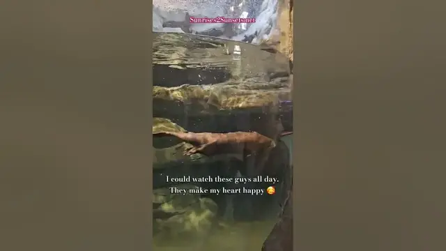 'Video thumbnail for Playful Otters'