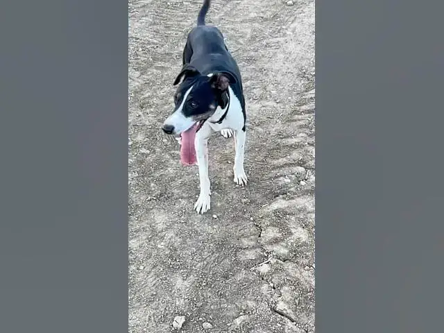 Video thumbnail for Looking for a forever home Spain ! It’s getting cold ! Check this 2 angels ! #rescue #dogs # love