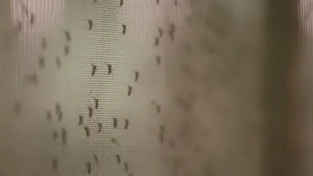 Video thumbnail for Dozen more mosquito samples test positive for West Nile virus in Suffolk County