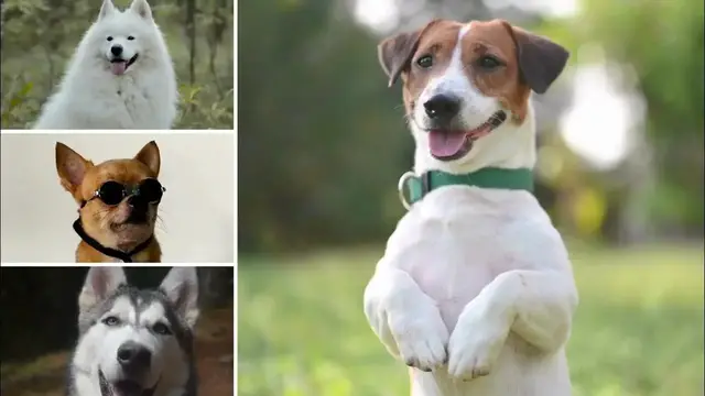 'Video thumbnail for Discover Joyful Paws: Unleash the World of Pet Happiness!'