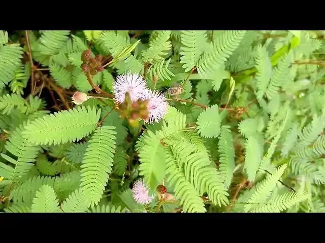 Video thumbnail for Mimosa Sleeping grass