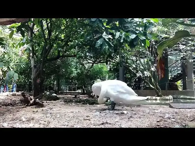 Video thumbnail for Trumpeter swan