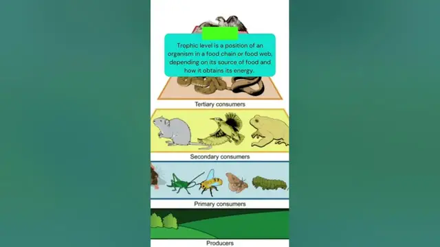 Video thumbnail for This is what is TROPHIC LEVEL in ECOLOGY #shorts